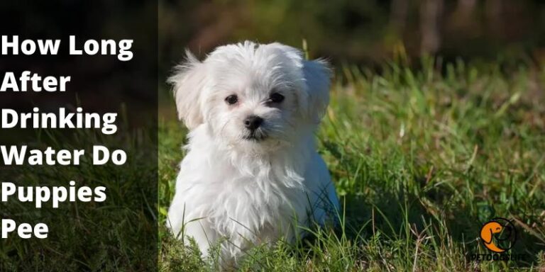 How Long After Drinking Water Do Puppies Pee? Detailed Guide 2022 | Pet