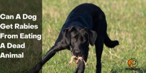 Can A Dog Get Rabies From Eating A Dead Animal – PetDogsLife
