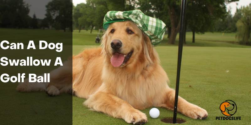 Can A Dog Swallow A Golf Ball