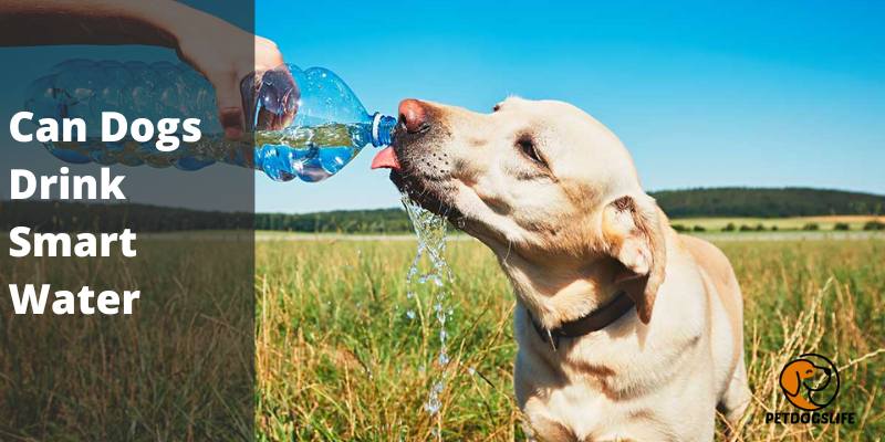 Can Dogs Drink Smart Water