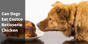 Can Dogs Eat Costco Rotisserie Chicken (Informative Guide) – PetDogsLife