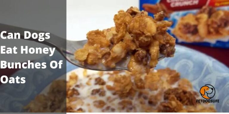 Can Dogs Eat Honey Bunches Of Oats (Informative Guide) - PetDogsLife ...