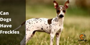 Can Dogs Have Freckles (Informative Guide) – PetDogsLife