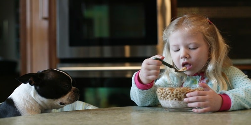 Can Dogs Have Frosted Flakes