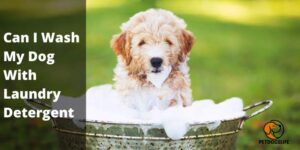 Can I Wash My Dog With Laundry Detergent (Guide) – PetDogsLife
