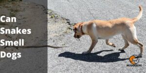 Can Snakes Smell Dogs (Complete Guide) – PetDogsLife