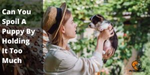 Can You Spoil A Puppy By Holding It Too Much (Guide) – PetDogsLife