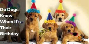 Do Dogs Know When It’s Their Birthday – PetDogsLife