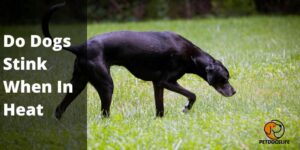 Do Dogs Stink When In Heat – PetDogsLife