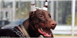 Does It Hurt To Crop A Dog’s Ears? Risks – 2022