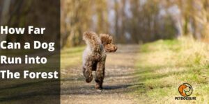 How Far Can a Dog Run into The Forest? Comprehensive Guide 2022