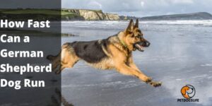 How Fast Can a German Shepherd Dog Run? Ultimate Guide 2022