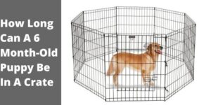 How Long Can A 6 Month-Old Puppy Be In A Crate – PetDogsLife