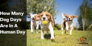 How Many Dog Days Are In A Human Day – PetDogsLife