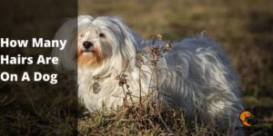 How Many Hairs Are On A Dog (Complete Guide) – PetDogsLife