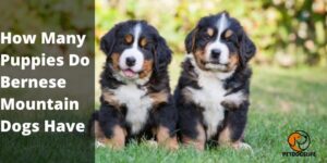 How Many Puppies Do Bernese Mountain Dogs Have