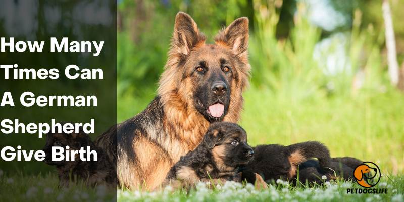 How Many Times Can A German Shepherd Give Birth