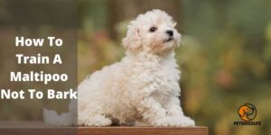 How To Train A Maltipoo Not To Bark (Quick Guide) – PetDogsLife