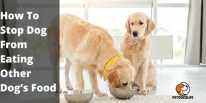 How to Stop Dog From Eating Other Dog’s Food – Guide