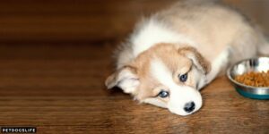 Puppy Cries When Eating? Different Reasons – 2022