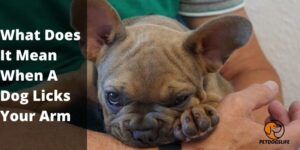 What Does It Mean When A Dog Licks Your Arm – PetDogsLife