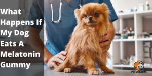 What Happens If My Dog Eats A Melatonin Gummy – PetDogsLife
