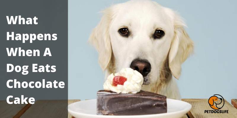 What Happens When A Dog Eats Chocolate Cake