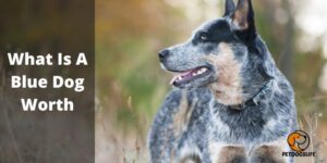 What Is A Blue Dog Worth (All You Need To Know) – PetDogsLife