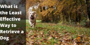 What is the Least Effective Way to Retrieve a Dog? Comprehensive Guide 2022