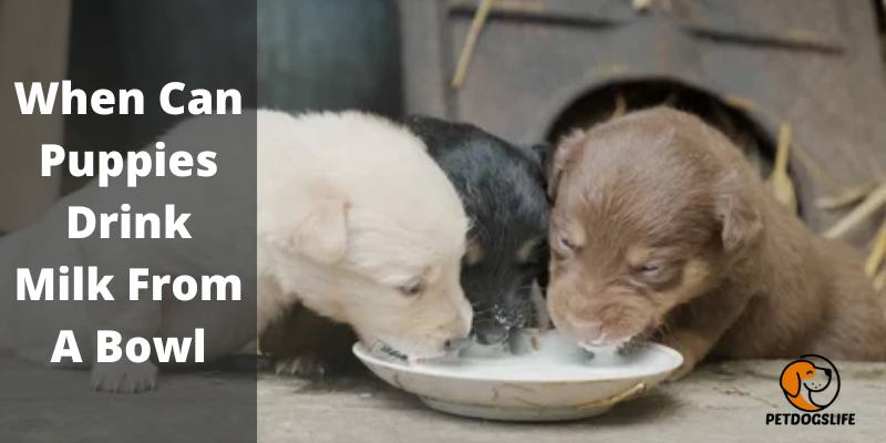 When Can Puppies Drink Milk From A Bowl