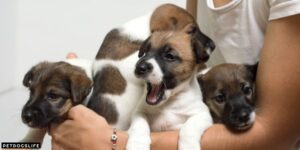 When Do Breeders Let You Pick Your Puppy (Complete Guide) – PetDogsLife