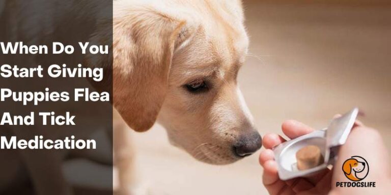 When Do You Start Giving Puppies Flea And Tick Medication - PetDogsLife