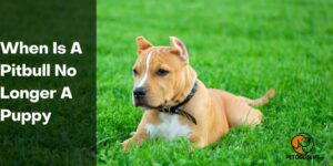 When Is A Pitbull No Longer A Puppy – PetDogsLife