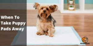 When To Take Puppy Pads Away (Complete Guide) – PetDogsLife