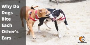 Why Do Dogs Bite Each Other’s Ears – Complete Guide