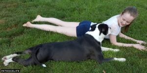 Why Do Dogs Crawl On Their Belly – PetDogsLife