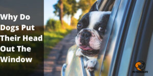 Why Do Dogs Put Their Head Out The Window – PetDogsLife