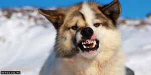 Why Does My Dog Growl When I Pet Him But Still Wants To Be Pet? 10 Reasons