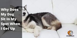 Why Does My Dog Sit In My Spot When I Get Up (Complete Guide) – PetDogsLife