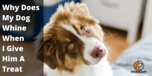 Why Does My Dog Whine When I Give Him A Treat (Reasons) – PetDogsLife