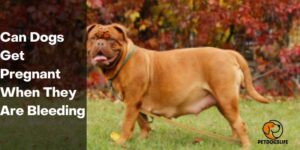 Can‌ ‌Dogs‌ ‌Get‌ ‌Pregnant‌ ‌When‌ ‌They‌ ‌Are‌ ‌Bleeding‌ – PetDogsLife