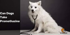 Can Dogs Take Promethazine – PetDogsLife