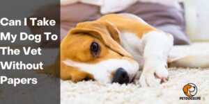 Can I Take My Dog To The Vet Without Papers – PetDogsLife