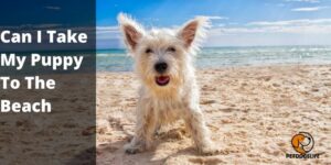 Can I Take My Puppy To The Beach – PetDogsLife