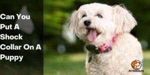 Can You Put A Shock Collar On A Puppy – PetDogsLife