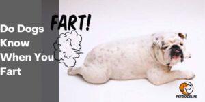 Do Dogs Know When You Fart – PetDogsLife