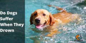 Do Dogs Suffer When They Drown – PetDogsLife