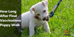 How‌ ‌Long‌ ‌After‌ ‌Final‌ ‌Vaccinations‌ ‌Puppy‌ ‌Walk‌ – PetDogsLife