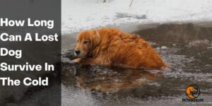 How Long Can A Lost Dog Survive In The Cold – PetDogsLife