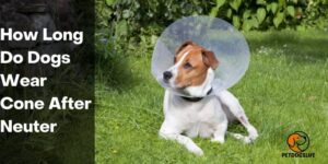 How Long Do Dogs Wear Cone After Neuter – PetDogsLife